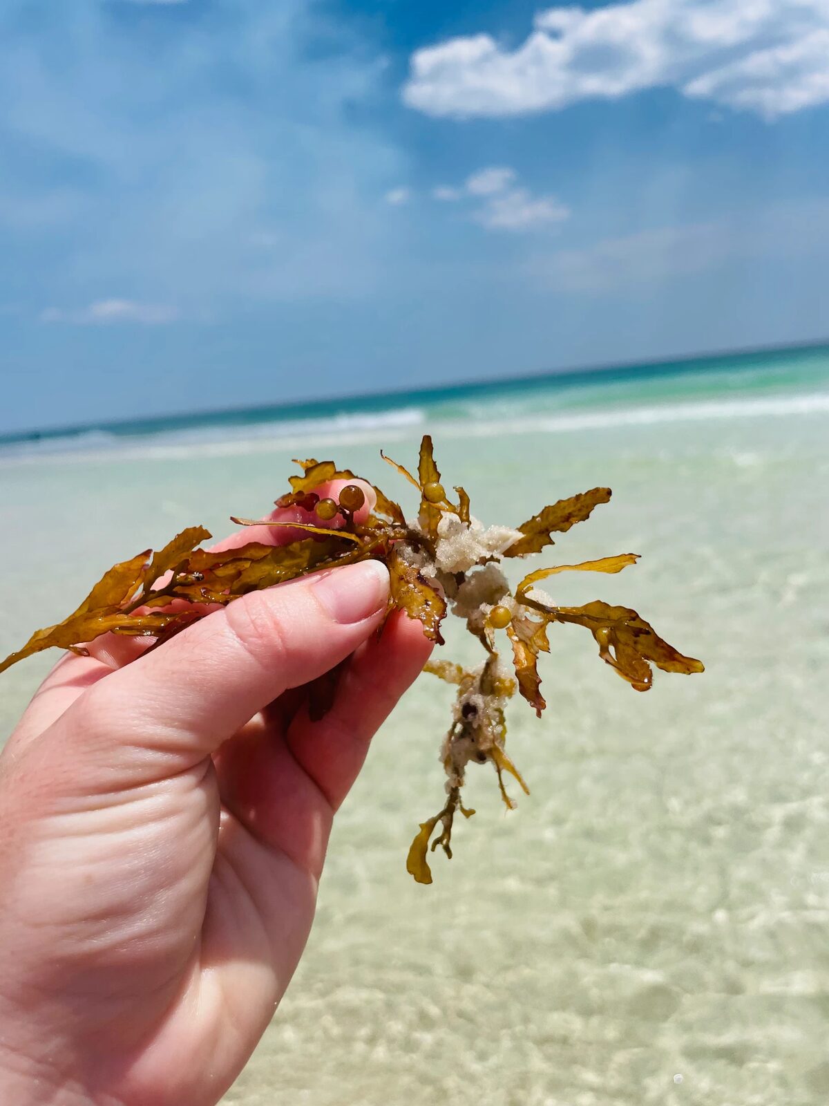 A piece of sargassum seaweed held up in front of the Gulf