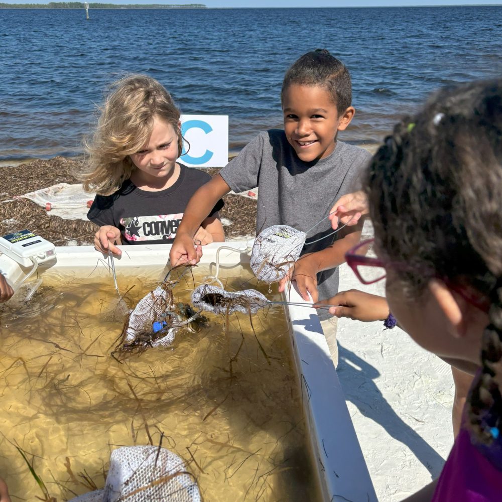 Children exploring a marine touch tank by the water with educators