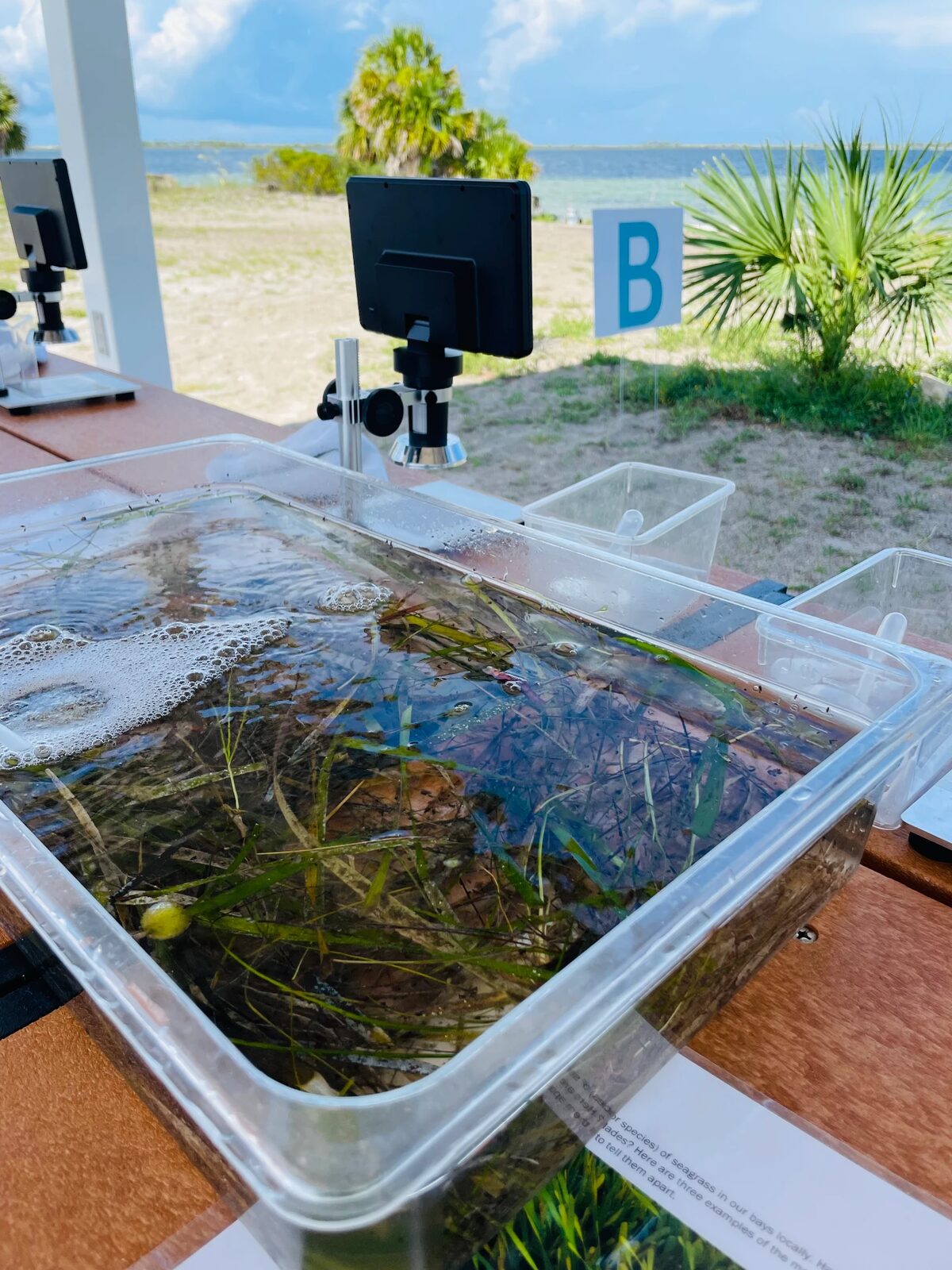 A seagrass sampling tray and microscope station beside the bay