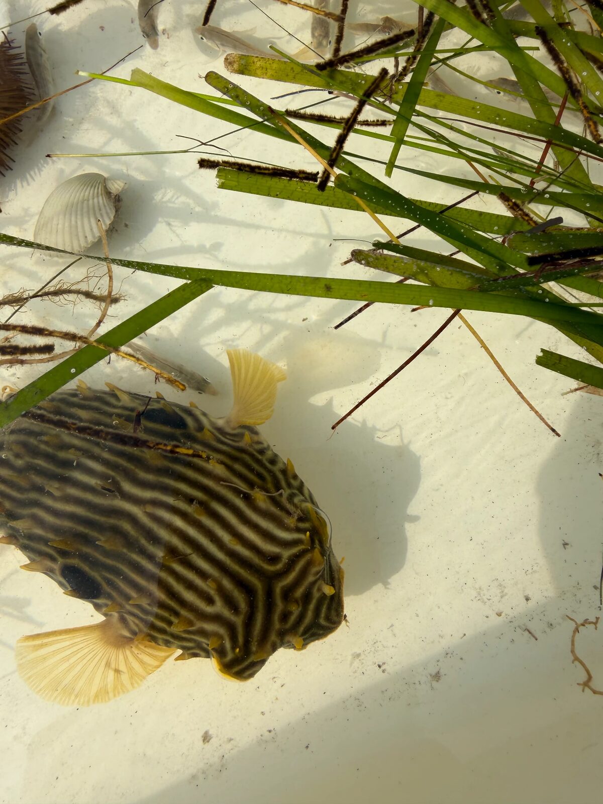 A striped burrfish sheltering among seagrass blades in clear shallow water