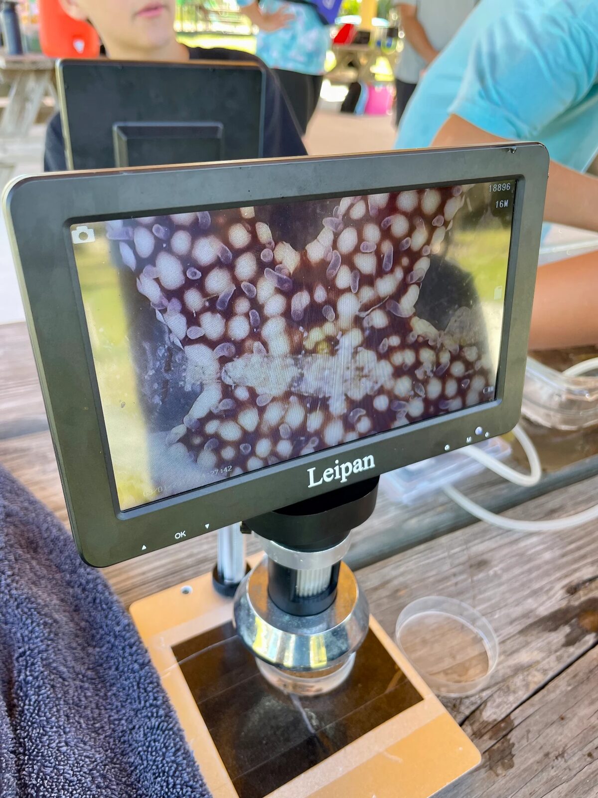 A digital microscope screen showing a magnified sea star surface