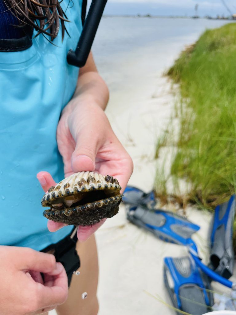 Student holding an open bay scallop on a sandy shoreline during a field adventure
