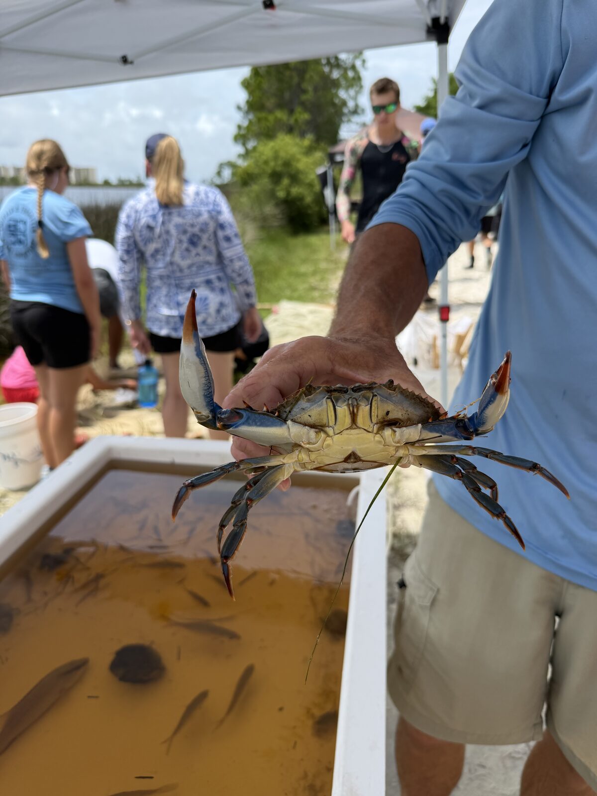 An educator holding a blue crab caught in a coastal dune lake