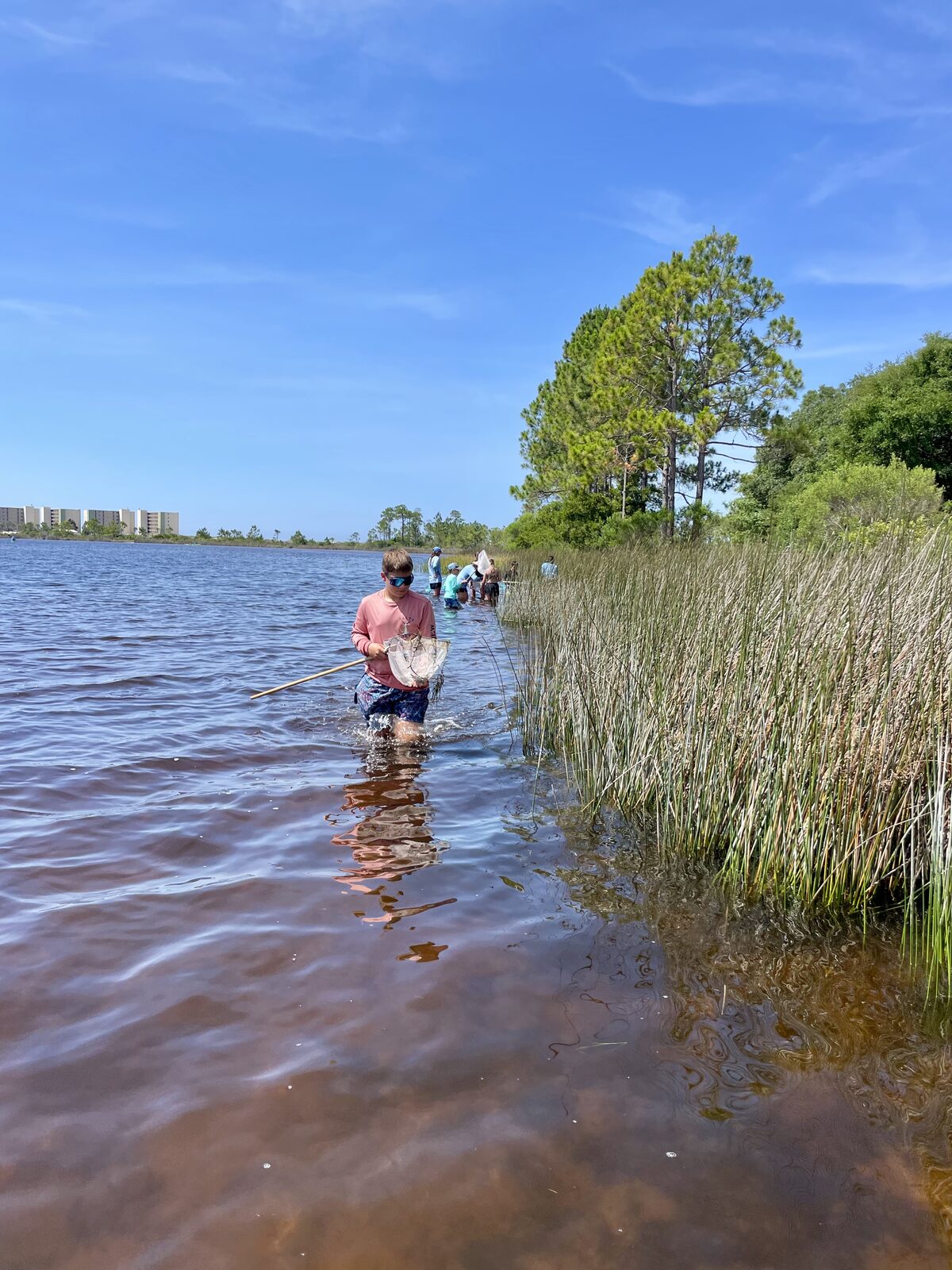 A line of participants dip netting along a coastal dune lake shoreline