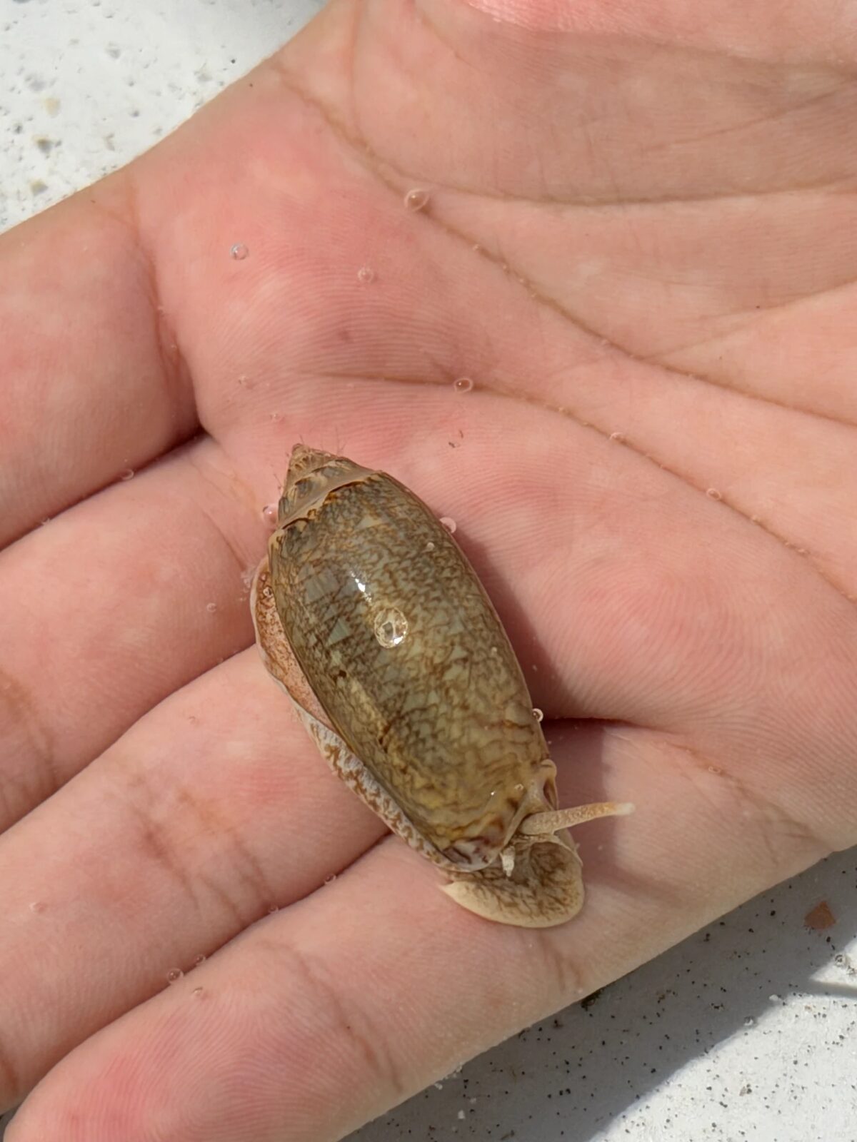 A live olive snail resting in a student's hand