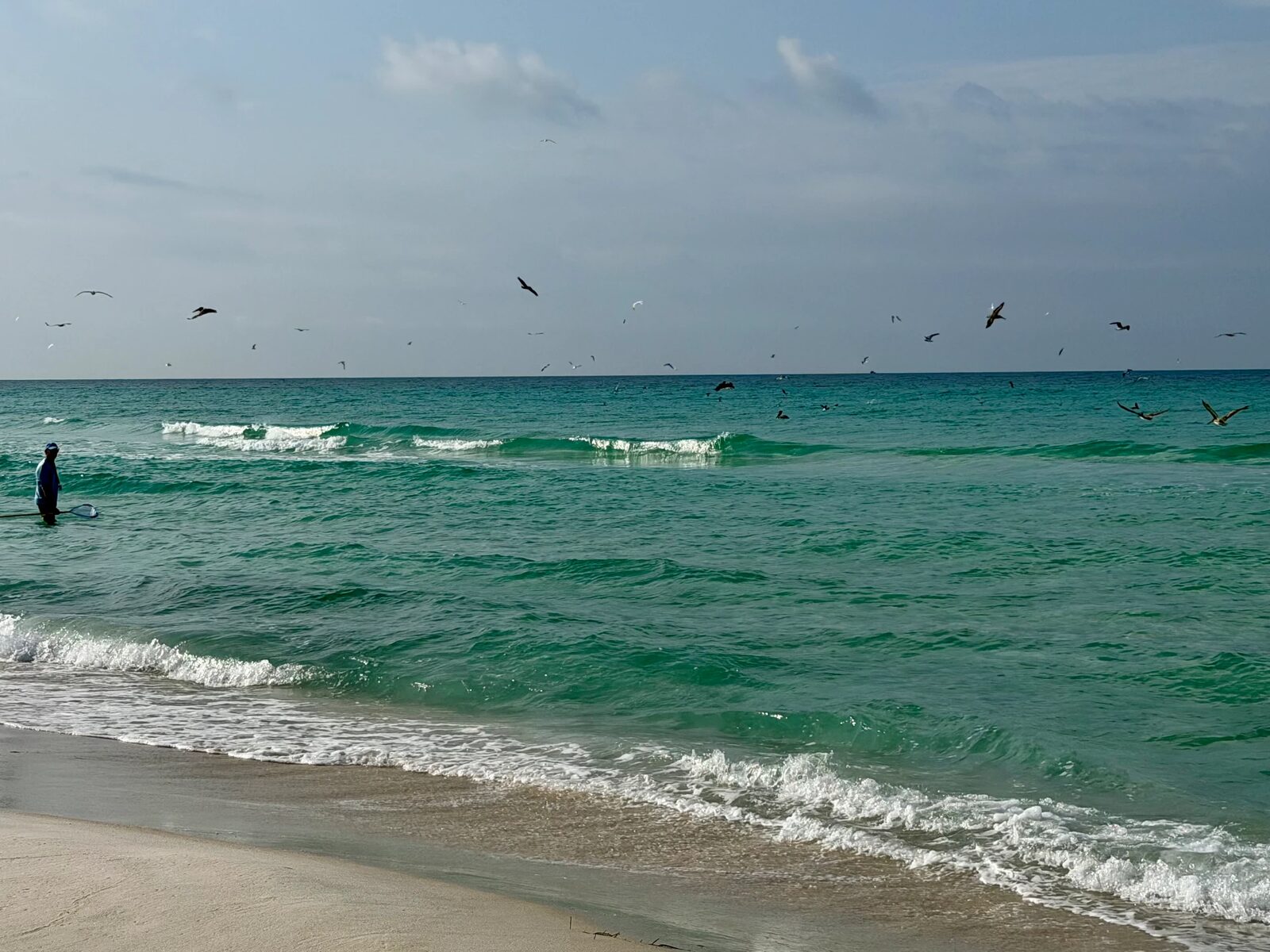 Shorebirds feeding over the emerald Gulf surf
