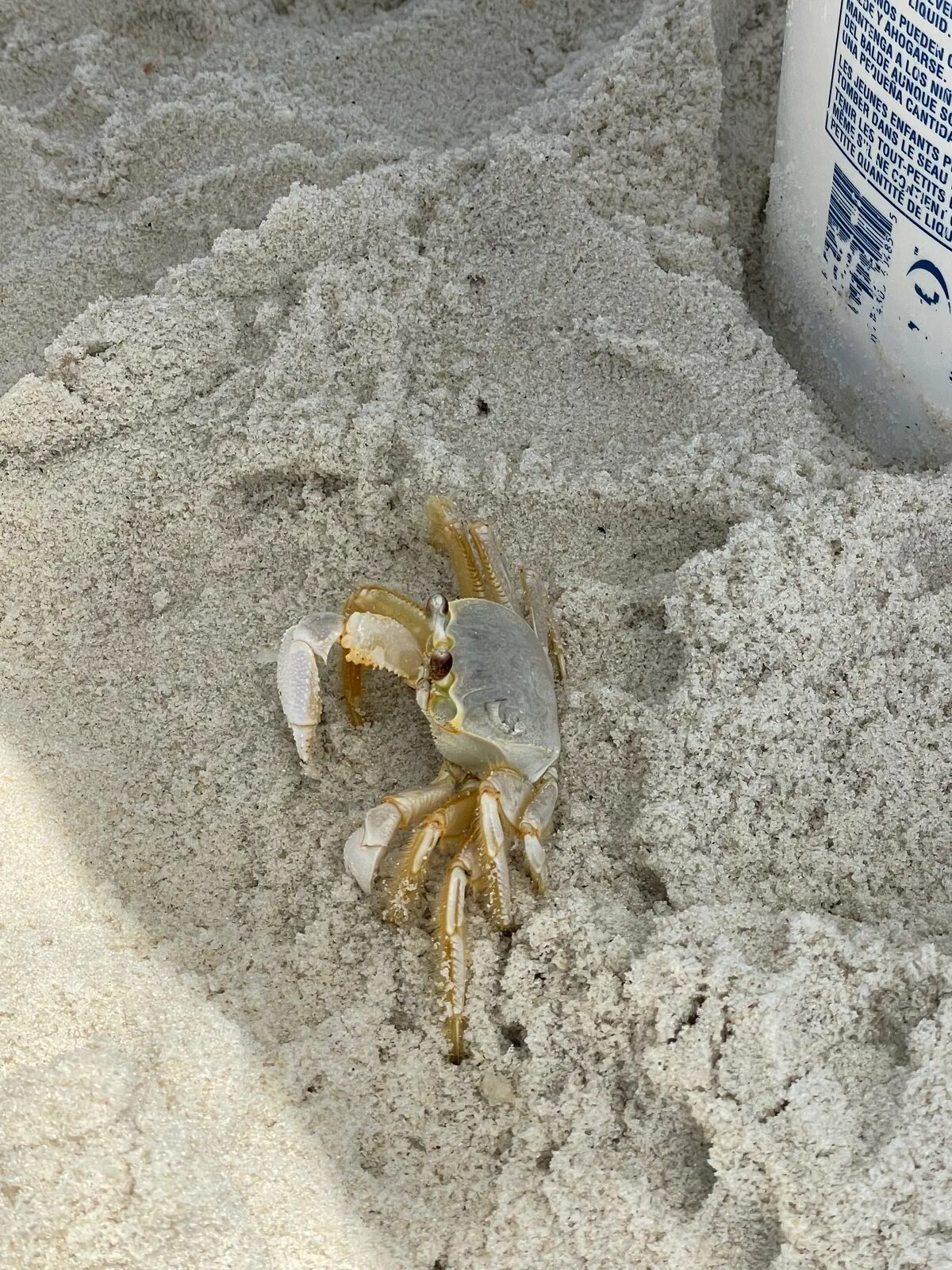 A ghost crab in the white sand of the Gulf beach