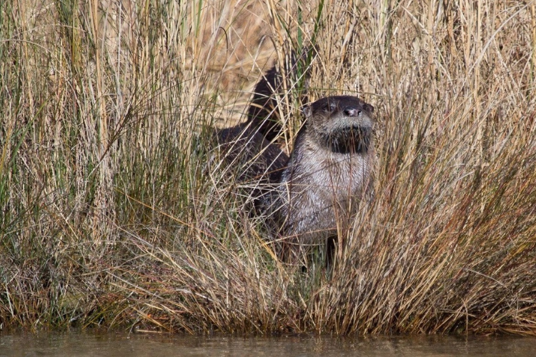 River-Otter.png